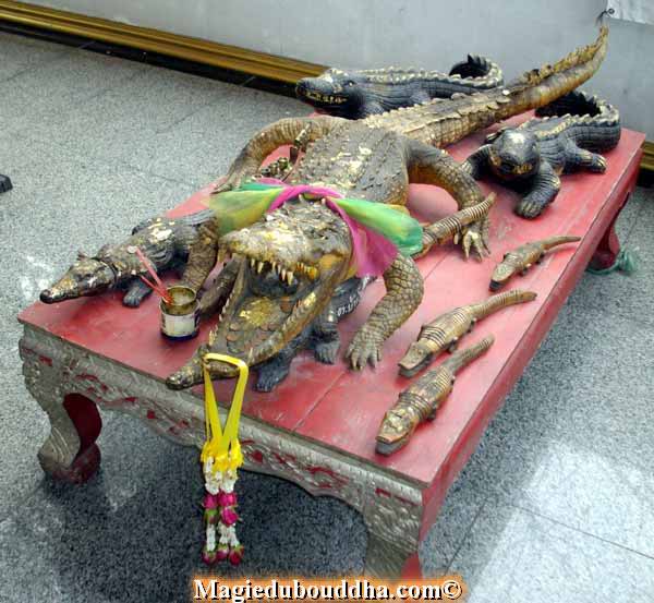 Crocodiles sacrés thailande.